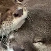 かわうその画像