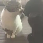 ミサの画像