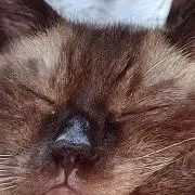 ヨシ