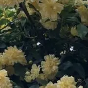 のやの画像