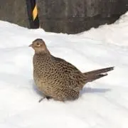 アクアマリンの画像