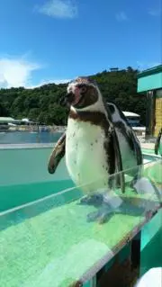 はまなお