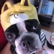 サブちゃんの画像
