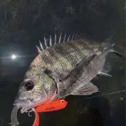 rsk