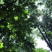 haの画像
