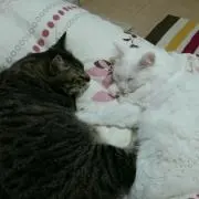 みぉ