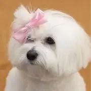 くまの画像