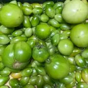 トマト【青年期】の画像
