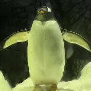 ハイリの画像