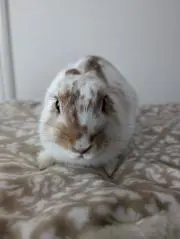 しんつんの画像
