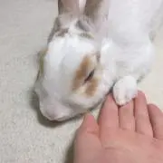 コウちゃん