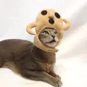 にゃにわ君