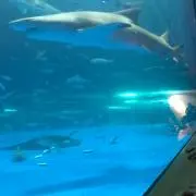 きたの画像