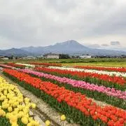 スペルの画像