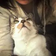ティニローの画像