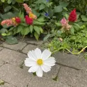 aの画像