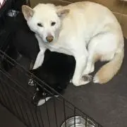 シャの画像