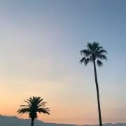 みかんの画像