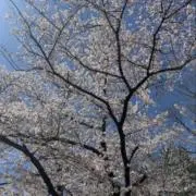 かの画像