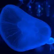 なつの画像
