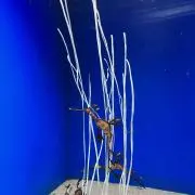 nnmm