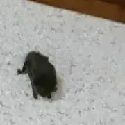 にわか