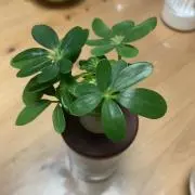 みなぎ