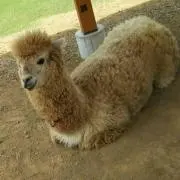 ニコリ