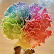 チョコマム
