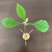 アボカドの画像
