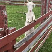 Dai