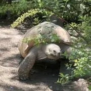 たろうの画像