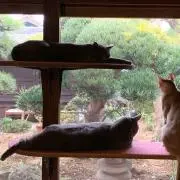 はーちゃんの画像