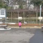 tomo