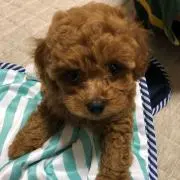だぴこ