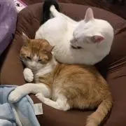 愛猫家！プロフ読んで頂けると助かりますの画像