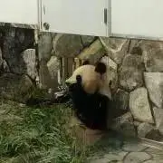 nekoの画像