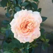 miyu *プロフ必読*の画像