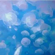 ゆん