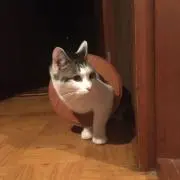 あーるの画像