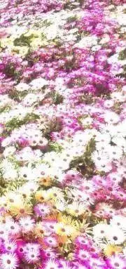 まるの画像