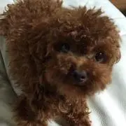 RENAの画像