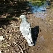 ラオウ