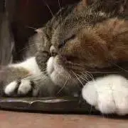 ゆいの画像