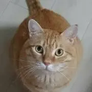 かずの画像