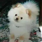 Dandelion868の画像