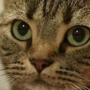 ふじ猫の画像
