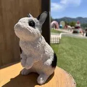 ネルコの画像