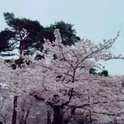 メロン