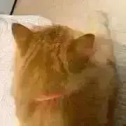 Komaの画像